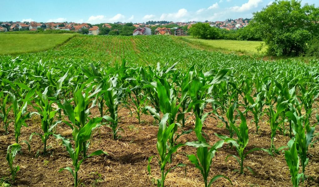 Free Corn Plant on Field Stock Photo