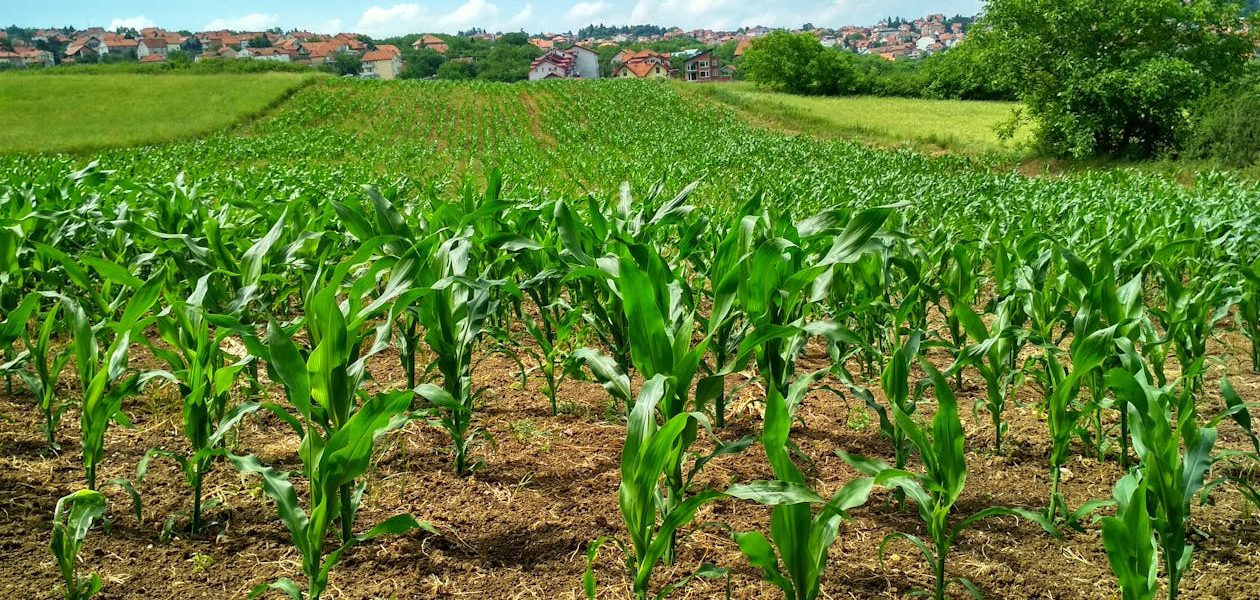 Free Corn Plant on Field Stock Photo