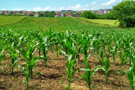 Free Corn Plant on Field Stock Photo