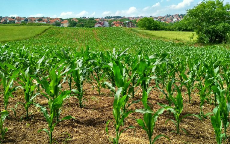 Free Corn Plant on Field Stock Photo