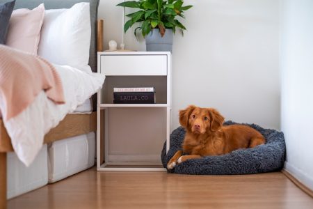 brown short coated dog lying on white couch